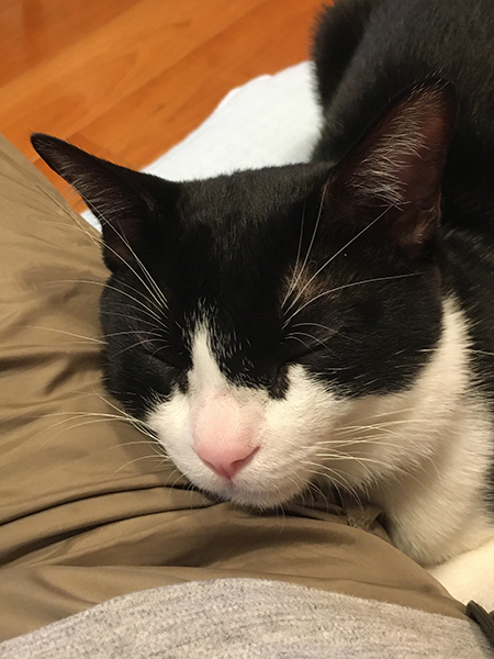 猫の枕になる