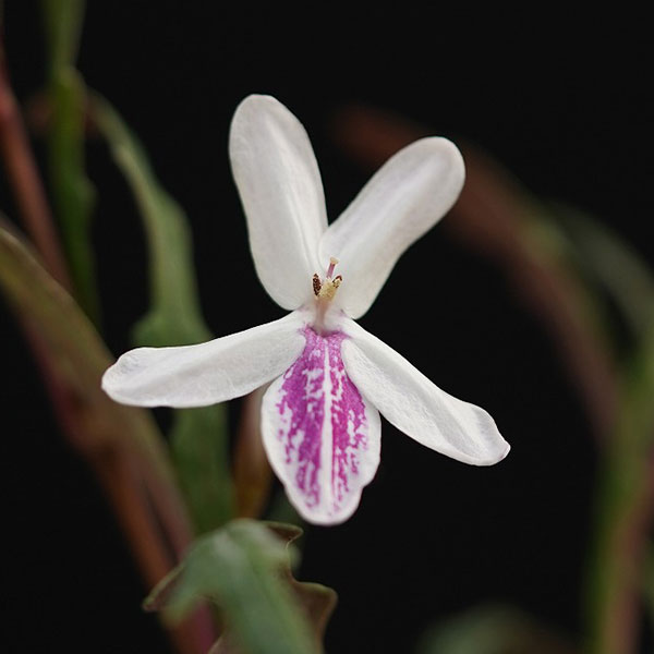最近の我が家のお花
