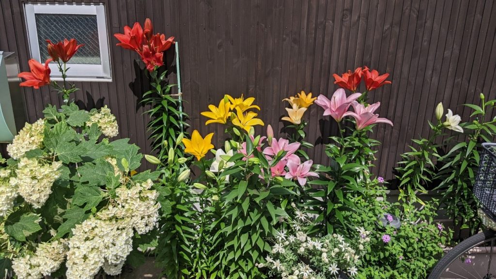きれいな百合の花に癒されました！